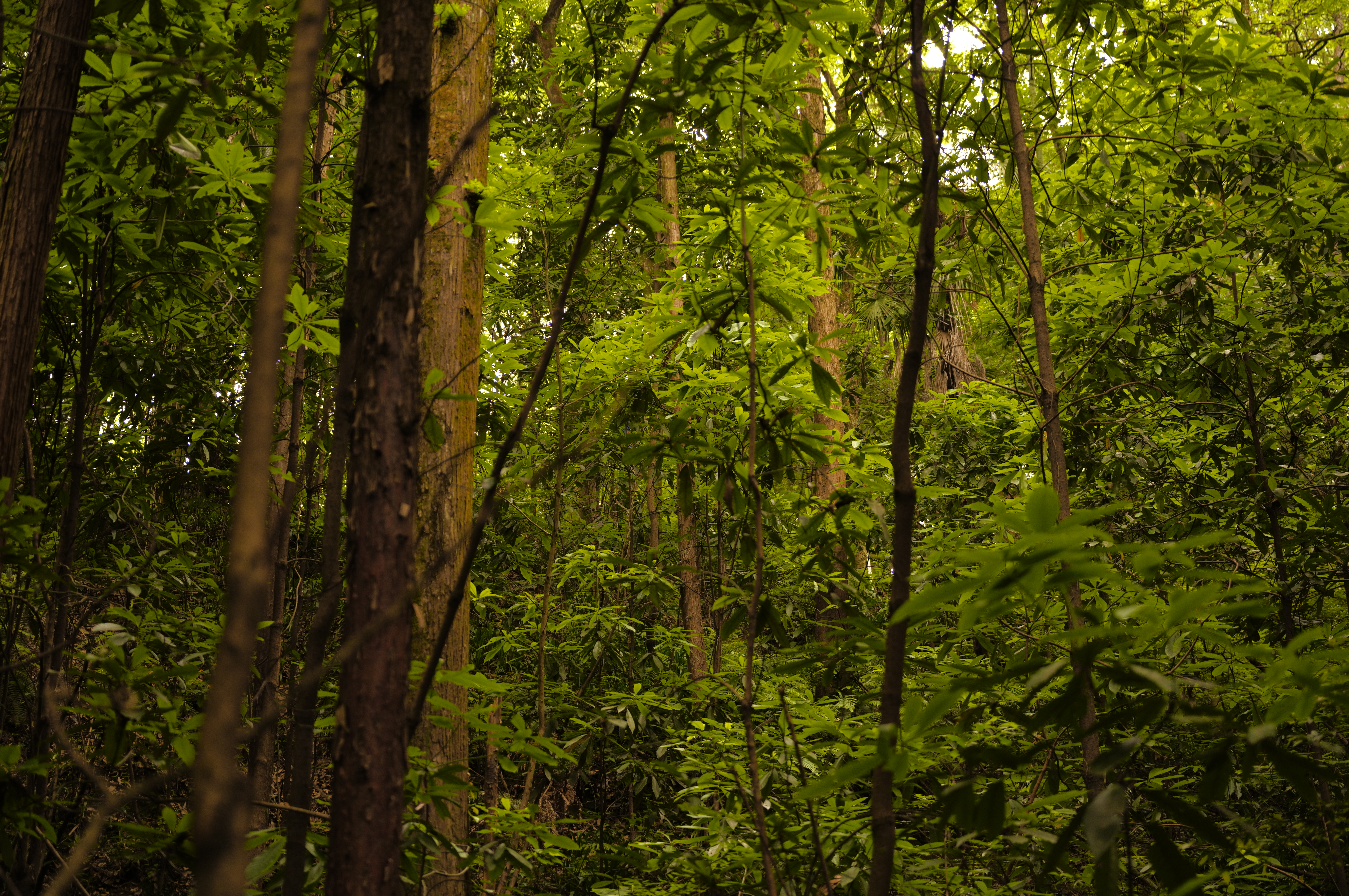 SDIM0886.JPG